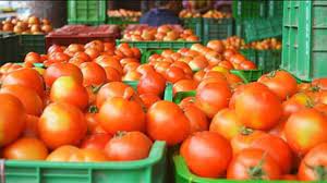 tamatar